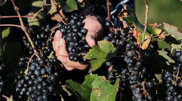 Achieving Quality Grapes for Your Winery: Why Craft Wine Means Better Quality Wine