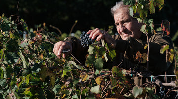 Uncorking the Future: How Climate Change is Reshaping the Wine Industry