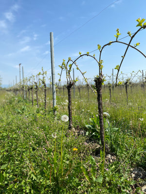 Don't Drink and Prune: How craft production techniques improve wine quality